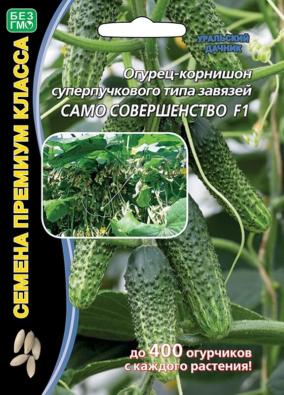 Огурец Само совершенство F1 ® (УД) (Супербукетный тип,бугорчатые,ярко-зеленые,8-10 см,с частым опушением;шипы«не колючие»!суперплотной консистенции,что при консервировании позволяет получать хрустящие