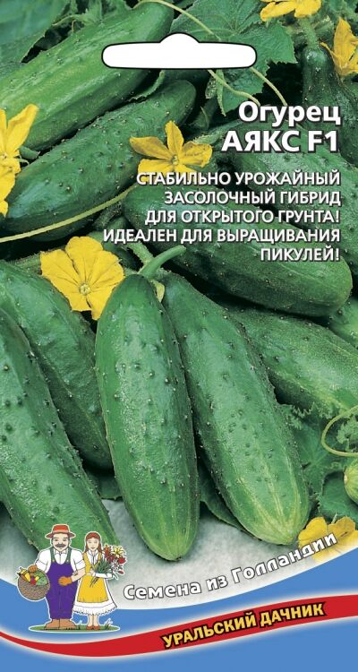 Огурец Аякс F1 Описание Отзывы Фото