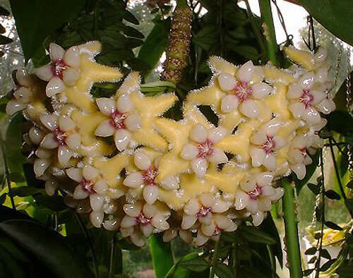 Coriacea Хойя