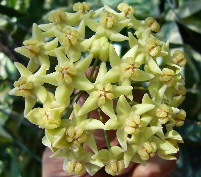 Hoya SP UT 033