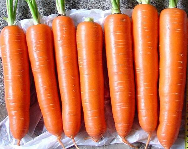 Поиск Морковь Неженка (А) ЦП