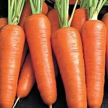 Поиск Морковь Бейби F1 (А) ЦП