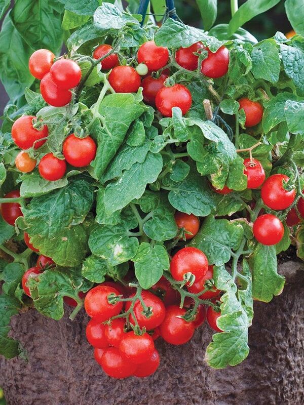 помидоры карликовые семена