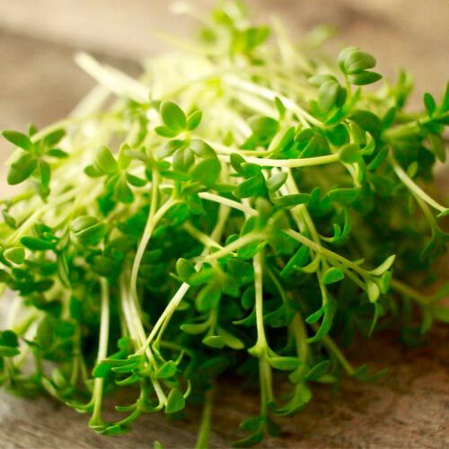 Поиск Семена на Микрозелень Кресс-салат ЦП