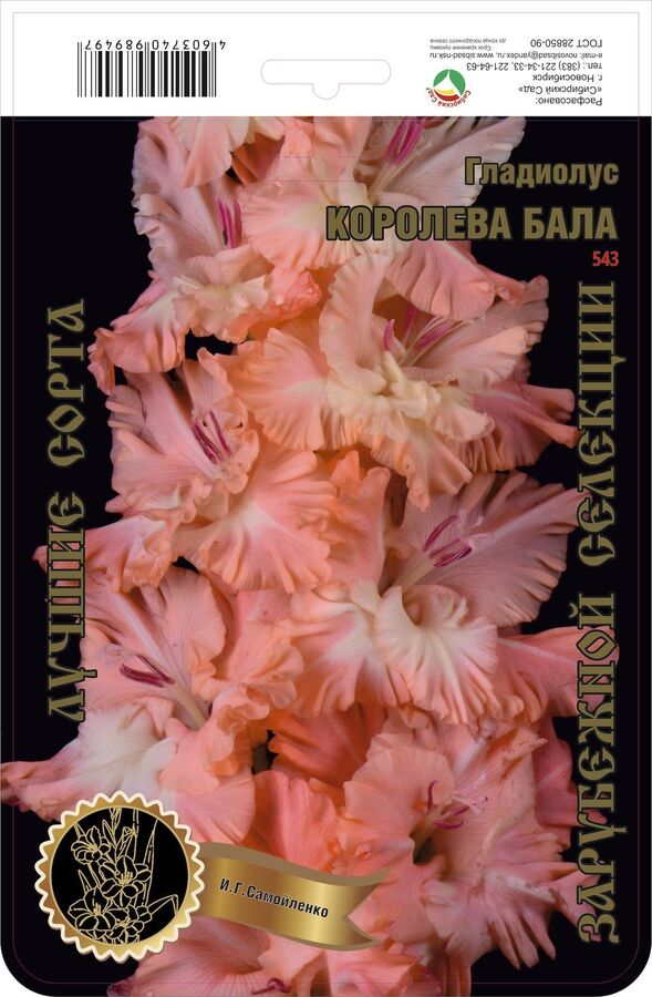 Гладиолус Королева Бала купить луковицы в Москве по низкой цене, доставка почтой