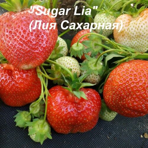 Клубника лия описание сорта фото отзывы Клубника "Лия" (Sugar Lia) КЛУБНИКА ШИКАРНЫЕ КУСТЫ РАННИЕ СОРТА. Плодово-ягодные