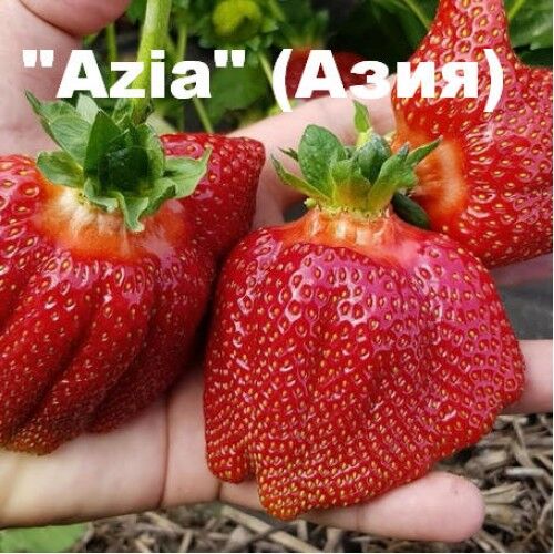Оазис Садовода Asia( 600)СРЕДНИЙ