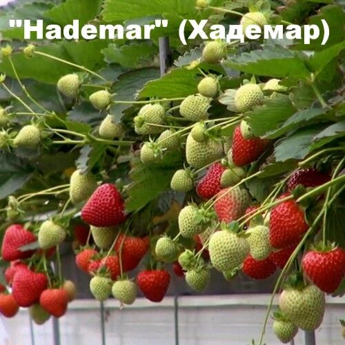 Земляника хадемар описание сорта фото отзывы садоводов Клубника "Hademar " (Хадемар) КЛУБНИКА шикарные кусты РЕМОНТАНТНЫЕ. Плодово-ягод