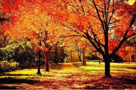 Фотобаннер с фотопечатью, «Осенняя аллея»