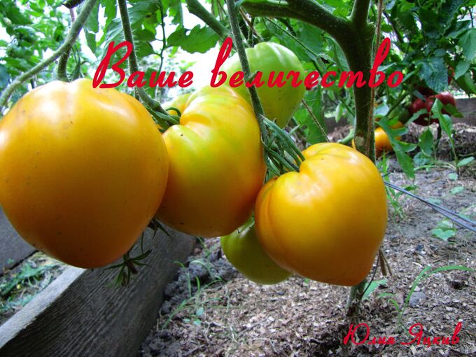 Помидоры сорта ваше величество. Ваше высочество томат. Томат ваше величество фото. Семена алтая. Томат ваше величество желтый.