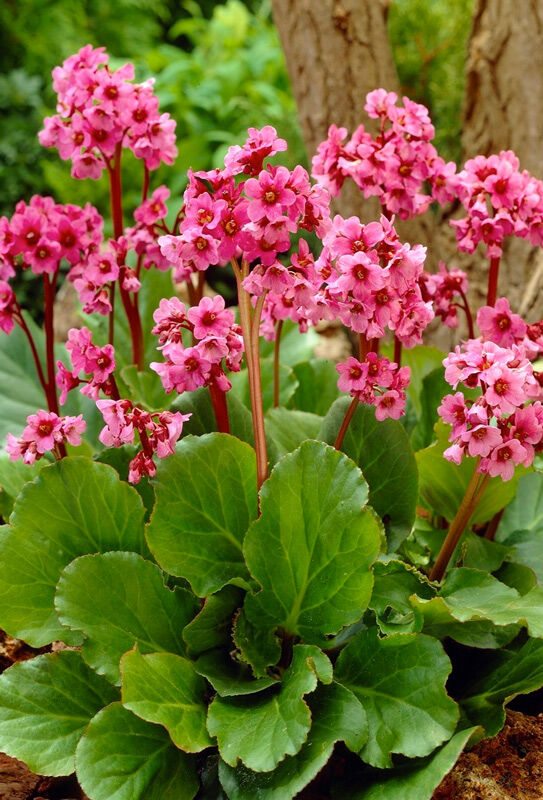 Бадан растение посадка и уход фото Бадан Bergenia Purpurea Герань, Лиатрис, Дицентра, Ирисы и др. цветы для сада. Д