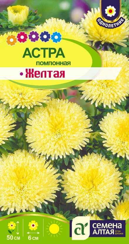 Астра помпонная желтая
