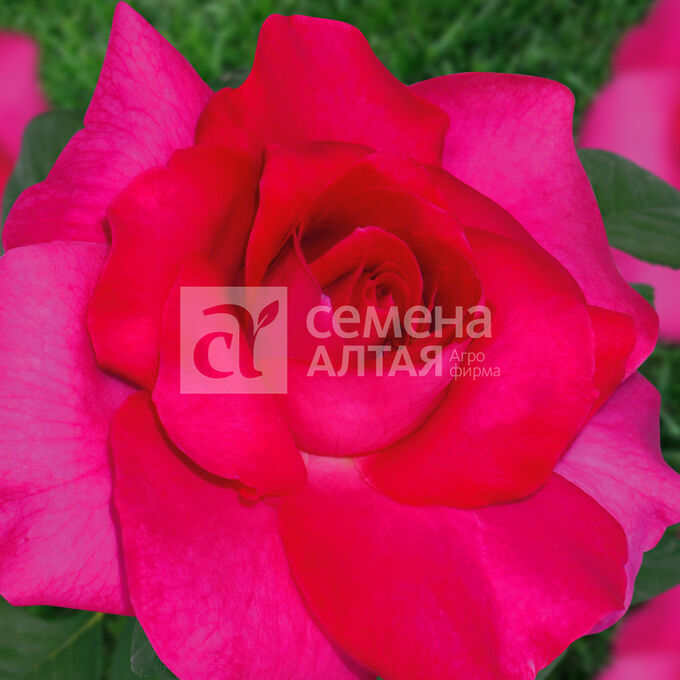 Семена Алтая / Роза Крейзи моника/Сем Алт/1шт. в коробке | Розы ...