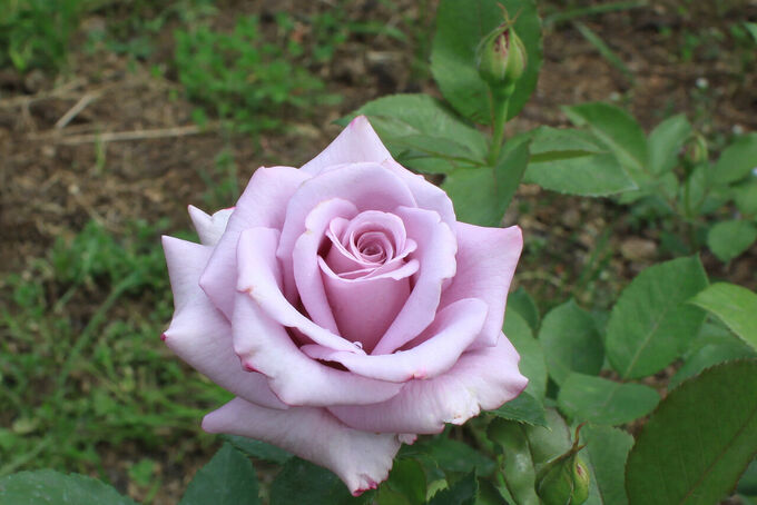 Роза чайно-гибридная Блюберд