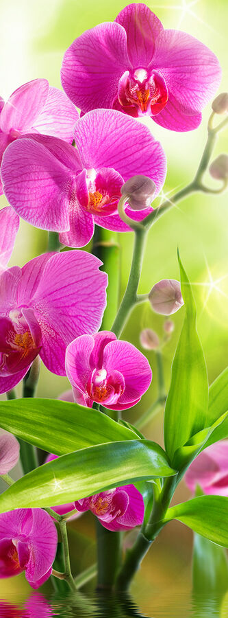 Фотообои Сияющая орхидея