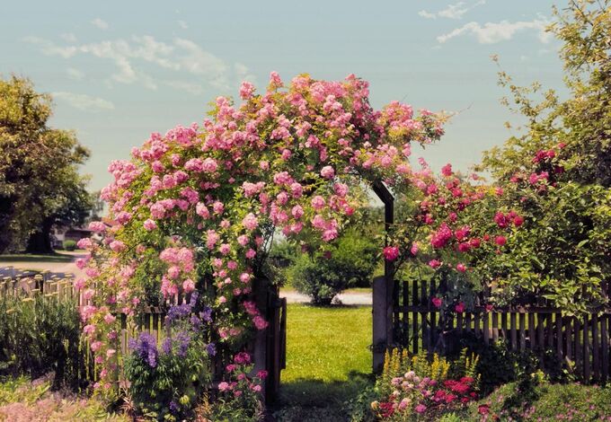 Фотообои Розовые цветы в саду