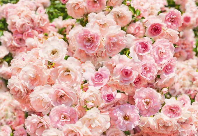 Фотообои Цветы розы