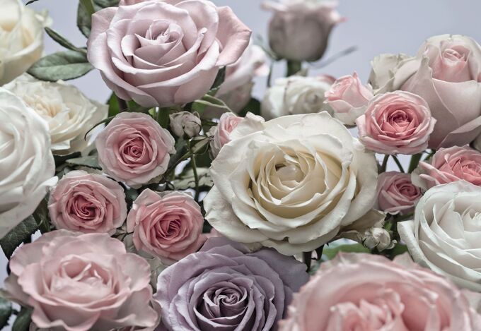 Фотообои Цветы розы