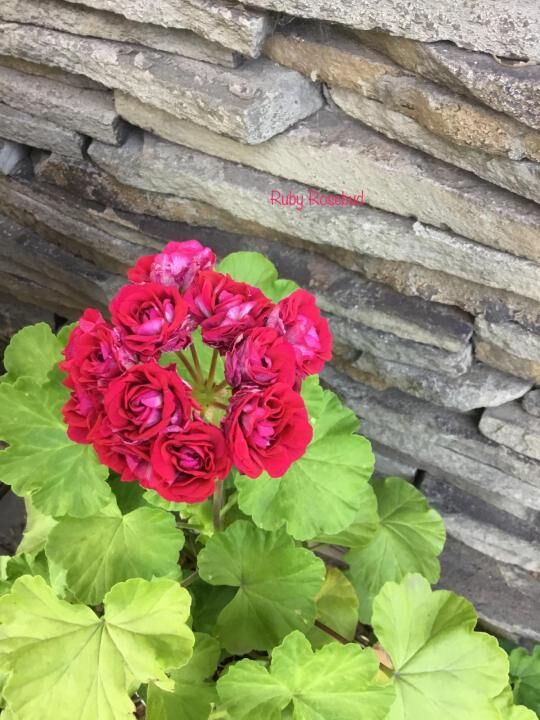 Пеларгония garnet rosebud фото и описание