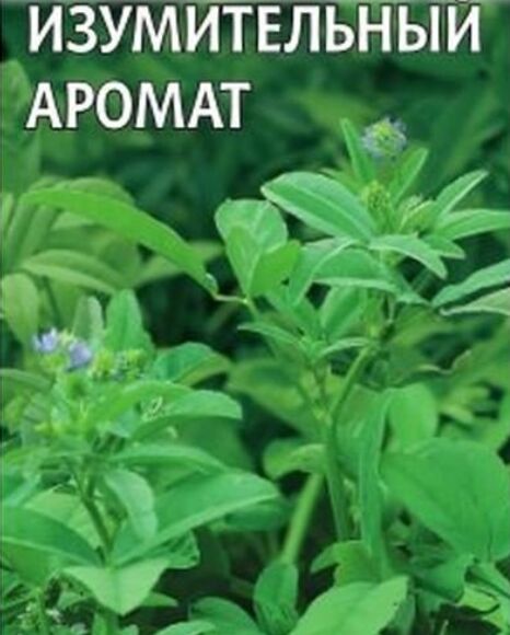 Как выглядит растение хмели сунели