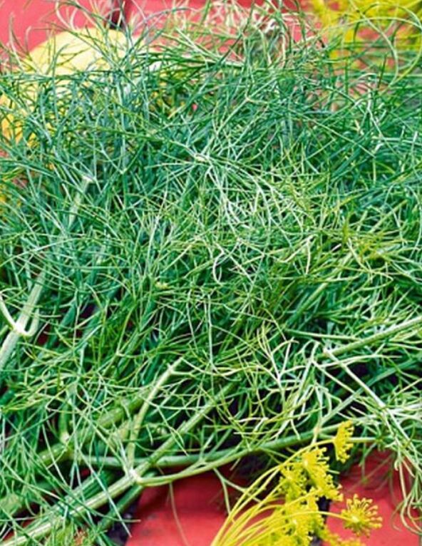 укроп отзывы