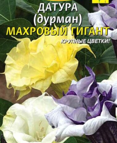 Датура дурман махровый