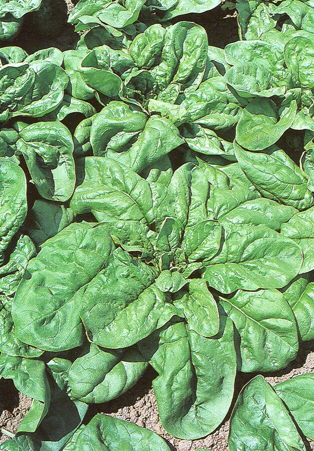 копьелистный шпинат. шпинат жирнолистный (2г). шпинат рембор. шпинат исполинский микрозелень. чем полезен шпинат.