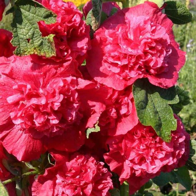Шток роза Alcea rosea