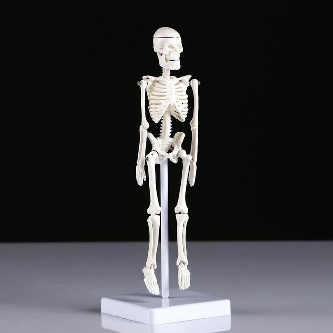 Макет &quot;Скелет человека&quot; 22см