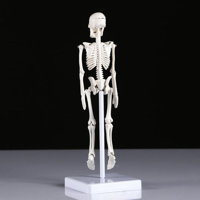 Макет &quot;Скелет человека&quot; 22см