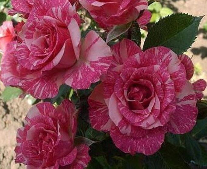 Роза спрей Pink Flash - купить в Оренбурге, цена 400 руб., продано 30 мая 2022 -