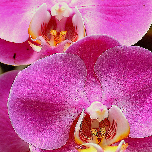 Фаленопсис Tropical Flora