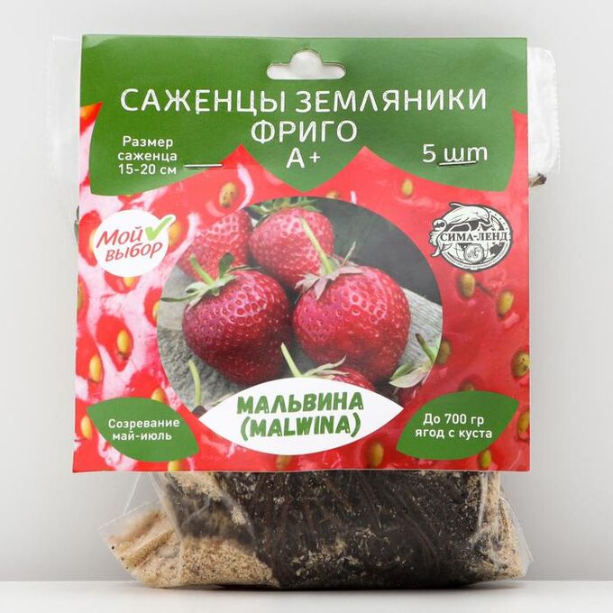 Саженец Земляники ФРИГО Мальвина А+ (15-20 мм), 5 шт