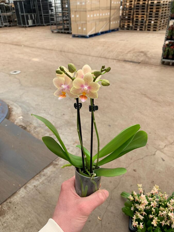 Фаленопсис tiny Melissa