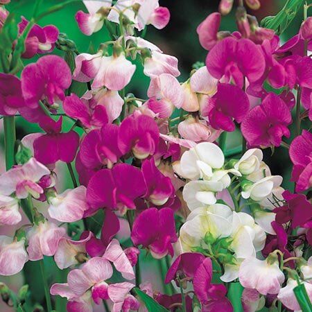 Sweet Pea Sweet pea, Flower garden, Fragrant flowers
