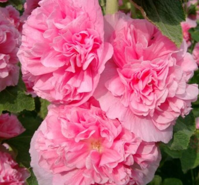 Цветы Мальва Ньюпорт розовая (0,2г)