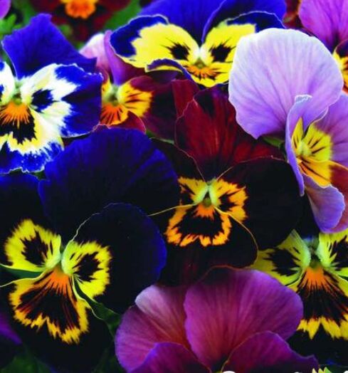 Цветы Виола Бамбини (200%) (0,2г)