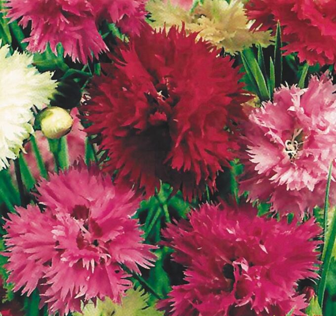 Цветы Гвоздика перистая Махровый ковер (0,1г)