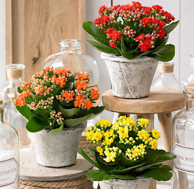 Kalanchoe С†РІРµС‚РѕРє ikea