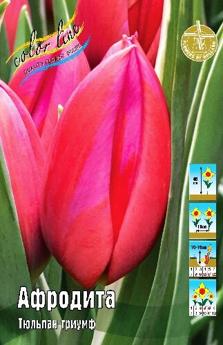 Афродита тюльпан фото Тюльпан Афродита ТЮЛЬПАНЫ ТРИУМФ (TULIPS TRIUMPH). Декоративноцветущие луковицы,