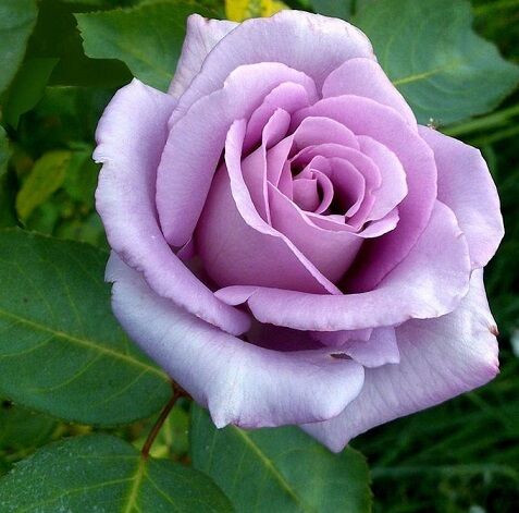 Роза IMPERIAL ROSE (сорт &#039;Moonlight&#039;)