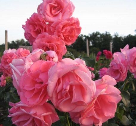 Роза IMPERIAL ROSE (сорт &#039;Tempera&#039;)