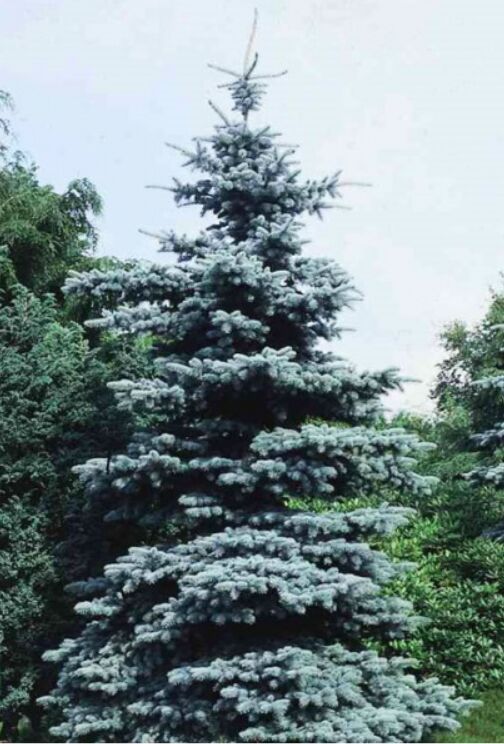 Посадка сеянцев лесных культур. Иодометрия титриметрия методика. Ельник кабардино-балкария. Йодометрия основная реакция. Ель глаука глобоза.