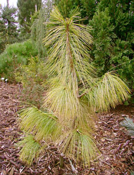 Купить сосны воронеж. Сосна гималайская Pinus wallichiana. Сосна гималайская зебрина. Сосна гибкая (сорт 'Cesarini Blue'). Декоративная сосна с длинными иголками.