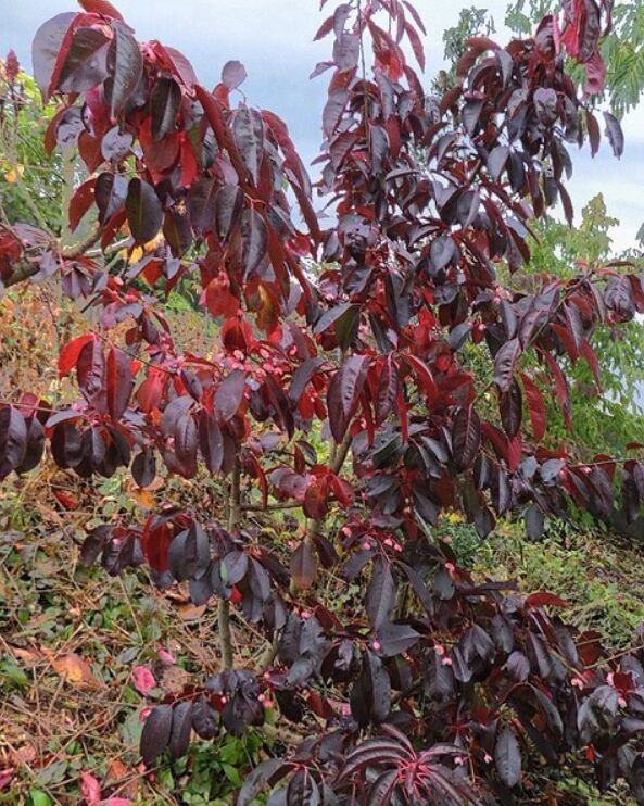 Бересклет grandiflorus (сорт &#039;RUBY WINE (R)&#039;)