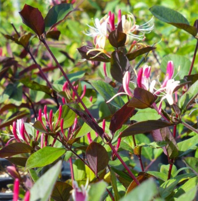 Жимолость японская (сорт &#039;Chinensis&#039;)