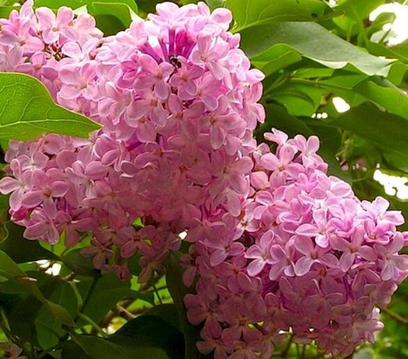 Сирень Кэнди Роуз