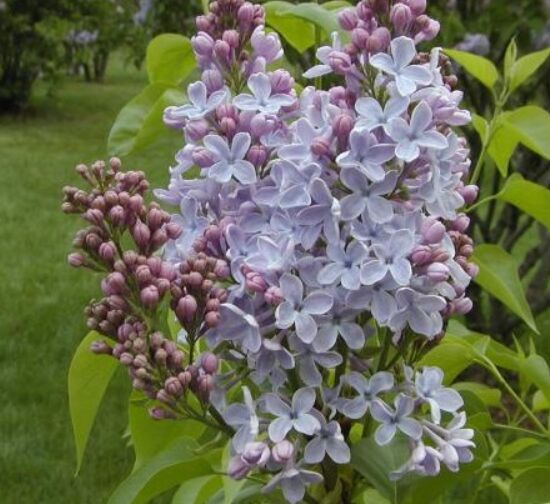 Сирень Елена Вехова