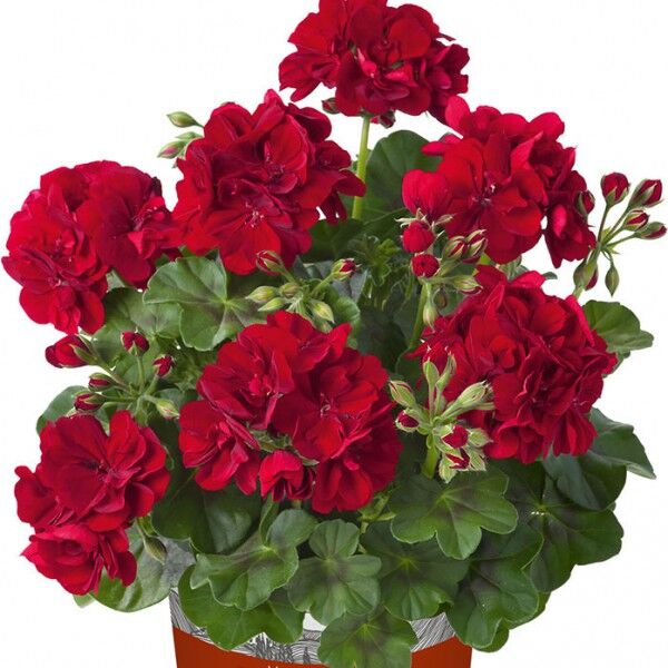 Егорьевский тепличный комбинат Пеларгония плющелистная Sunflair Dark Red (Ruben)