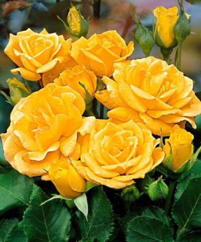 Поиск Роза флорибунда Артур Белл (С3,5) желтый Rosa Arthur Bell